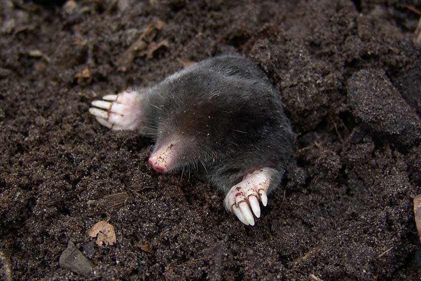 Picture of Mole Coming out of the ground