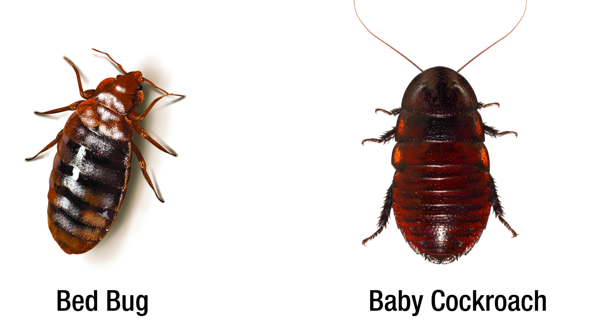 Bugs That Look Like Roaches A Guide For Identifying Roaches Pest   Bed Bug Vs Baby Cockroach E1593802625591 2048x1122 