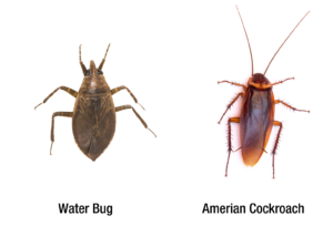 Bugs That Look Like Roaches: A Guide For Identifying Roaches - Pest ...