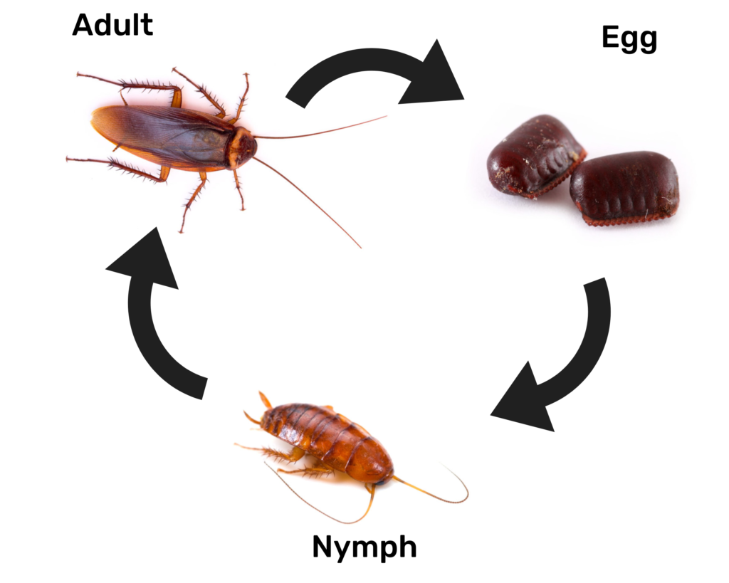 How To Get Rid Of American Cockroaches - Pest Control Gurus