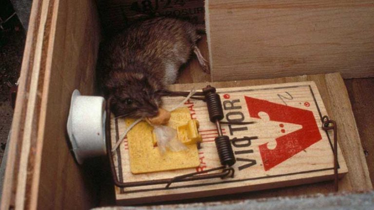 10 Best Rat Traps in 2023 - According to an Exterminator