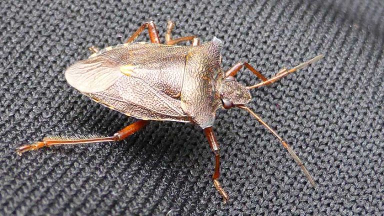 7 Best Ways to Get Rid of Stink Bugs in 2022 | Pro Guide