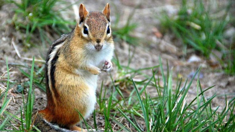 How to Get Rid of Chipmunks | 10 Best Ways in 2022