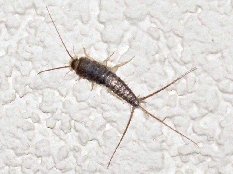 10 Best Ways On How To Get Rid Of Silverfish 