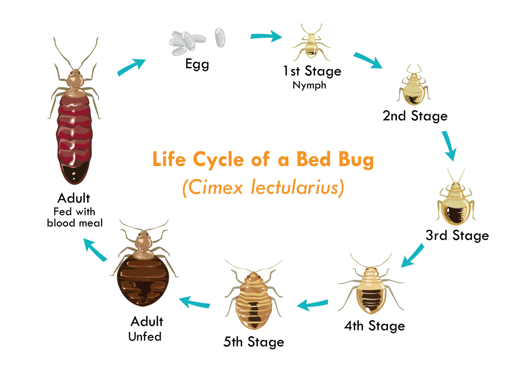 Stink Bugs Vs Bed Bugs How To Tell The Difference Pest Control Gurus