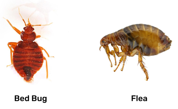 Bed Bugs Bite Vs. Flea Bite: What's The Difference? - Pest Control Gurus