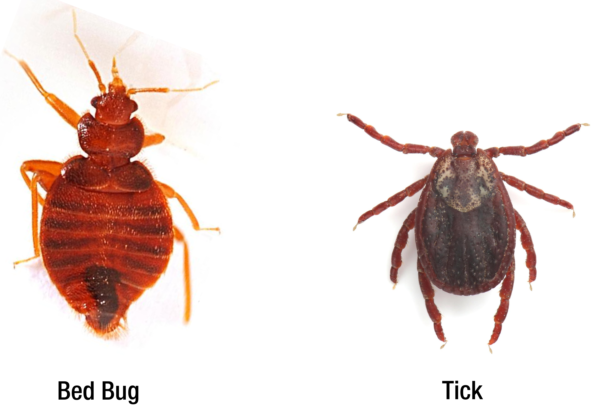 Ticks Vs. Bed Bugs - Pest Control Gurus