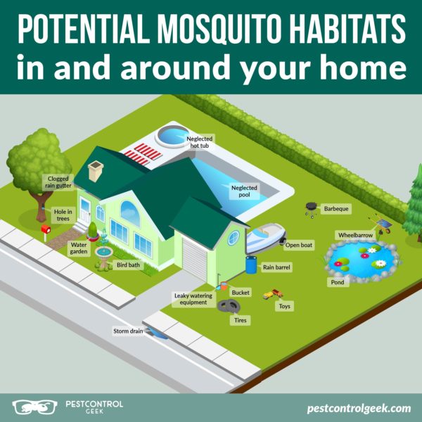 Where Do Mosquitoes Live? - Pest Control Gurus