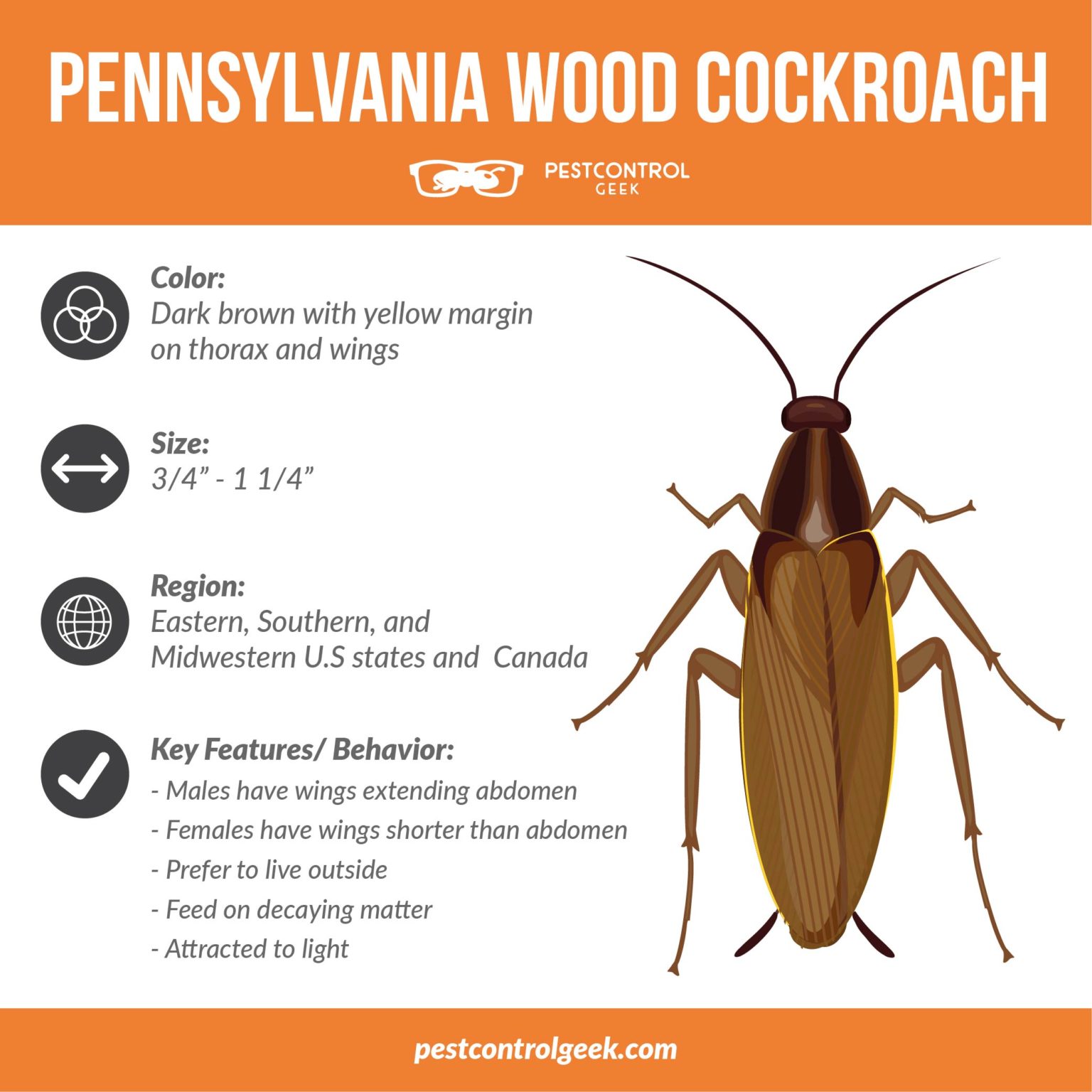 How To Identify and Get Rid of Pennsylvania Wood Cockroaches Pest