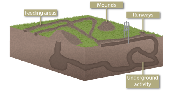 gophers-vs-moles-vs-voles-everything-you-need-to-know-pest-control-gurus