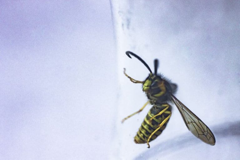 Can Wasps Be Pets? Pest Control Gurus