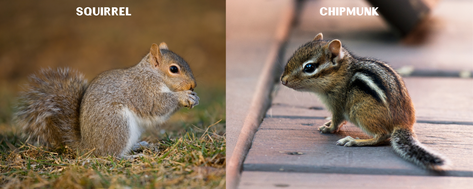 7 Ways To Get Rid of Chipmunks - Pest Control Gurus