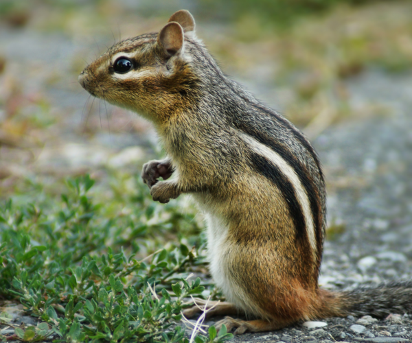 7 Ways To Get Rid of Chipmunks - Pest Control Gurus