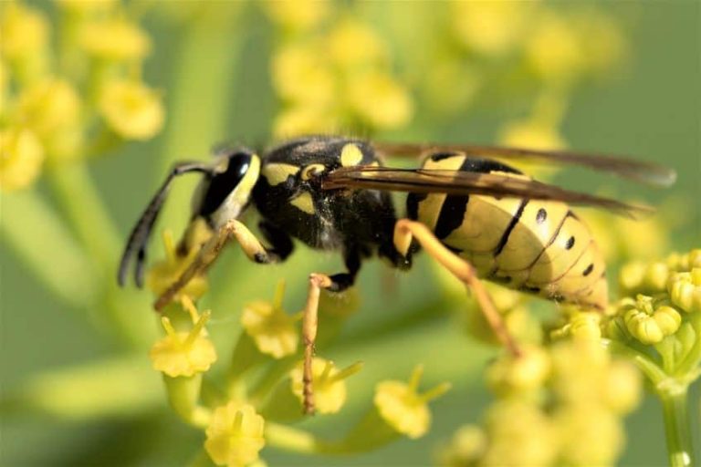 Do Flowers and Weeds Attract Wasps? - Pest Control Gurus