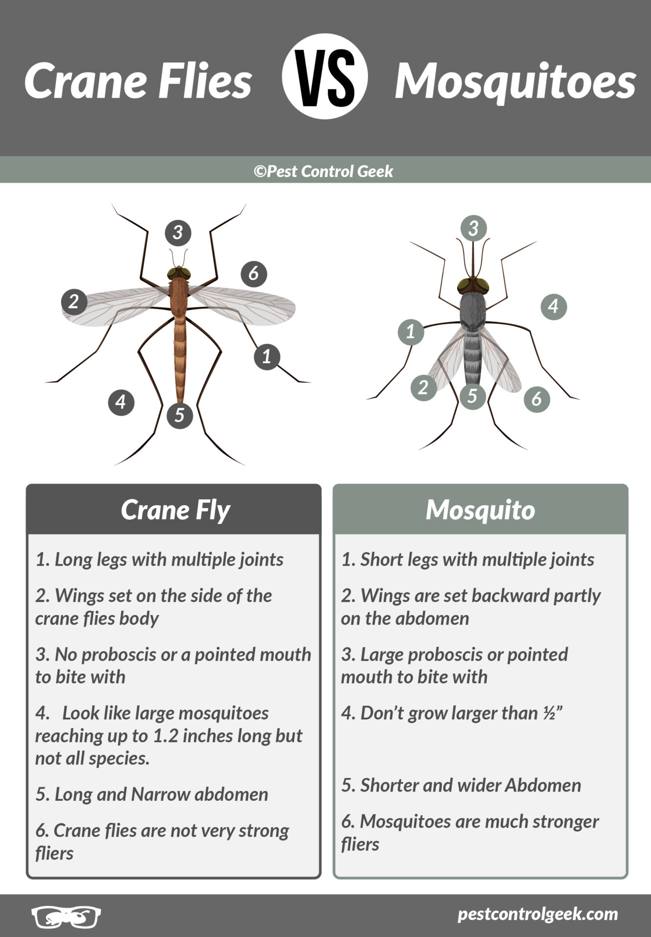 Crane Flies vs Mosquitos What's The Difference? Pest Control Gurus