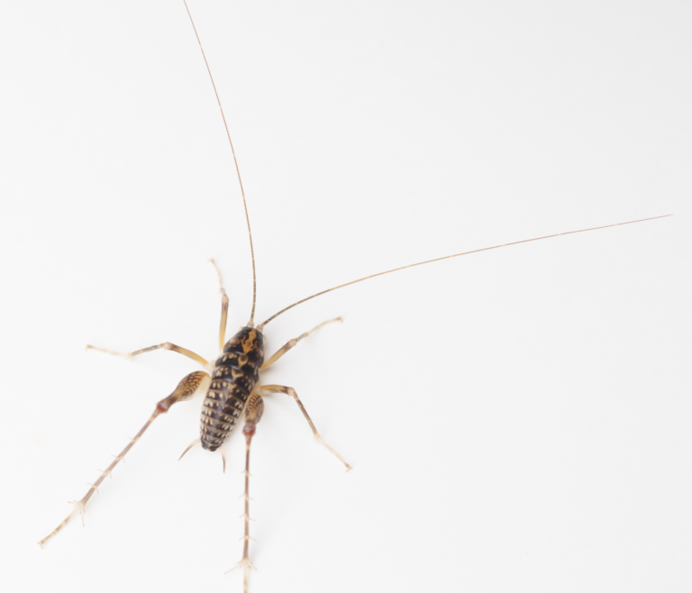 How To Get Rid of Camel Crickets? - Pest Control Gurus