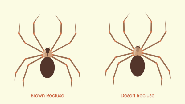 How To Identify and Get rid of Desert Recluse Spiders - Pest Control Gurus