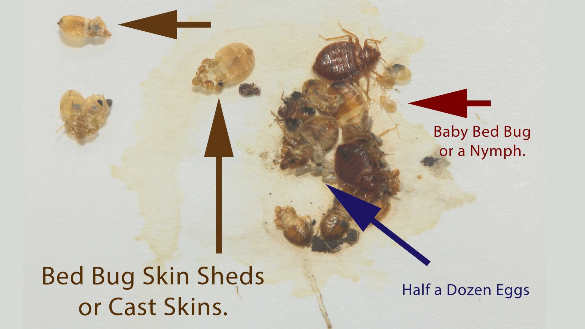 Bed Bug Casings, Shells And Skin: Everything You Need To Know - Pest ...